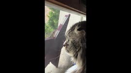 Pensive cat answers all questions with