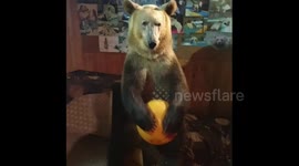Bear Semyon playing with a ball