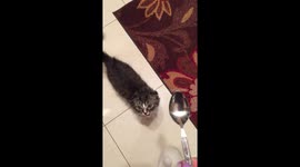 Whisky wants his food now!