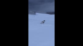 Dogs in windy weather