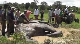 Injured elephant is rescued from mud pit by combined effort from farmers and officials