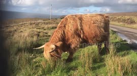 Highland coo just chilling