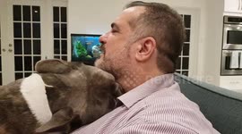 French bulldog in love