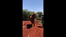 Orphaned baby elephant bottle feeds itself at Kenyan sanctuary