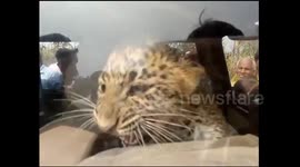Villagers in India trap leopard cub in car before forest officials rescue it