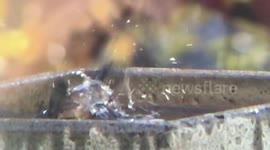 Strangely mesmerising slow-motion footage shows off bird bathing