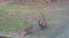 Two cock pheasants fighting on the road