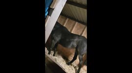 Itchy Dizzy having a brush