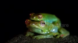 Two Jade Tree Frogs on Kinabatangan River in Borneo, Malaysia