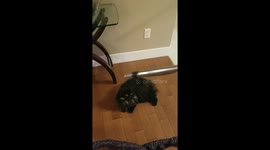 Kitty loves to be vaccumed!