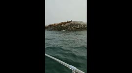 Little boy giggles hysterically at sea lion wake up