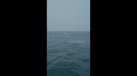 Whale shows off for family!
