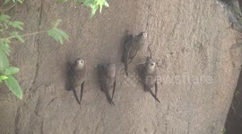 Shelter from the storm: Flock of waterfall birds cling onto rock face behind roaring torrent of water in Argentina