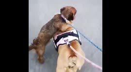 Sausage hump day