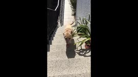 Crazy cute labrador dog