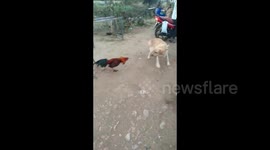Ferocious rooster picks a fight with pet dog until chased away