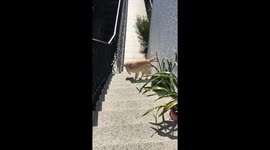 Running around like a crazy dog