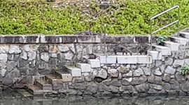 Singapore Urban Otters family living by river side going up jetty steps