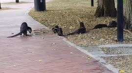 Singapore Urban Otters family living by river side, rolling on grass that is next to the walking path