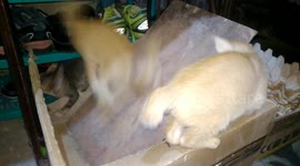 Cat slipped on a plywood while playing with siblings