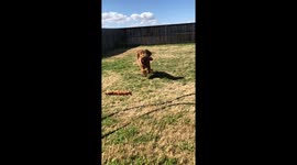 Hank the goldendoodle enjoying the fabulous weather