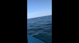 Cola de ballena