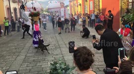 Dancing stray dog steals the show at Mexico festival
