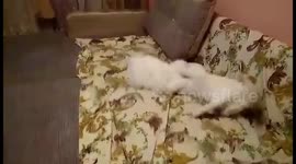 Fighting cats