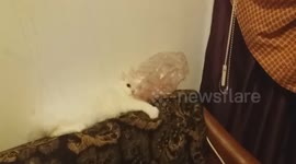 Plastic bag. The favorite home