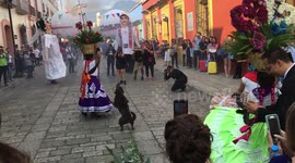 Dancing stray dog steals the show at Mexico festival