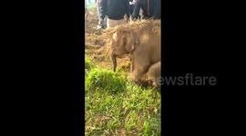 Elephant calf rescued from irrigation well in Indian farm