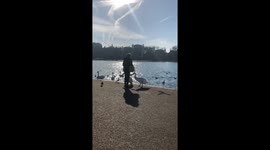 Woman hand feeds swan in Hyde Park