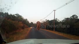 Elephant blocks the road as it stomps towards cars