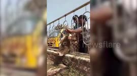 Cow with head stuck in fence, rescued by passersby in southern India