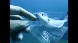 Diver rescues tiny fish stuck inside plastic bag