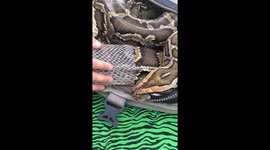 Giant python sheds skin with help from veterinarian in Chile