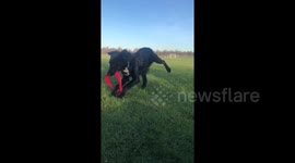 Cocker spaniel puppy tangles himself in frisbee while playing fetch