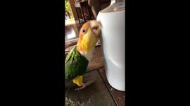 Parrot loves the feel of a water bottle