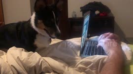 corgi will not be ignored
