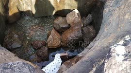 Passersby rescue injured calf from deep trench in rural India