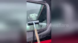 Puppy protects owner's truck window from squeegee