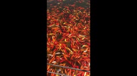 Hundred of carp swarm together in a pond in the Philippines