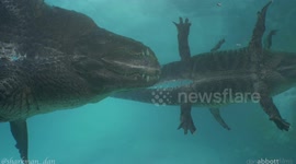 Male alligator attempts to flirt with female!