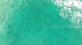 Stunning aerial footage reveals hundreds of sharks off Florida coast