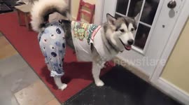 Alaskan Malamute relaxing in her Pyjamas