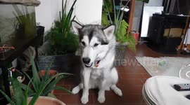 Alaskan Malamute Sojou Sings for Oatmeal Porridge with a dash of Maple Syrup