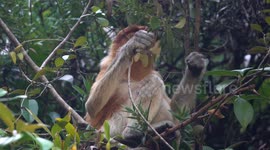 Bizarre Long Nosed Proboscis Monkeys