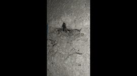 Insect trap in spider web