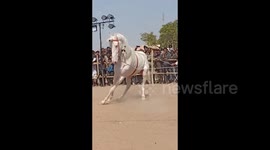 Beautiful white stallion dances Indian drumbeat during annual 'Pushkar Fair'