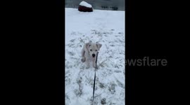Newsflare Edit - Snowball Fight
